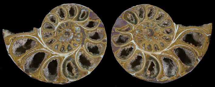 Cut & Polished, Agatized Ammonite Fossil - Jurassic #53824